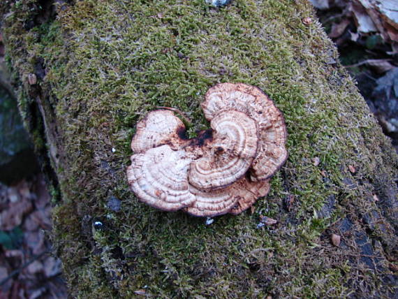 sieťovček červenkastý Daedaleopsis confragosa (Bolton) J. Schröt.