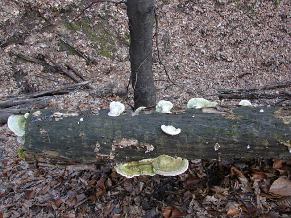 práchnovec kopytovitý Fomes fomentarius (L.) J.J. Kickx