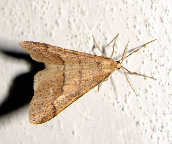 piadica bodkovaná Agriopis marginaria