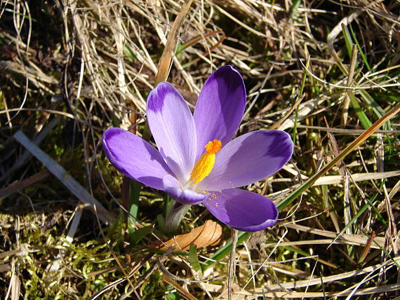 šafrán