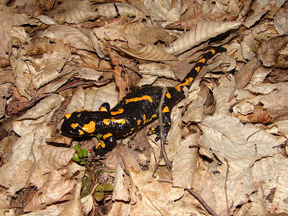 salamandra škvrnitá