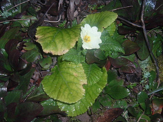 kvietok