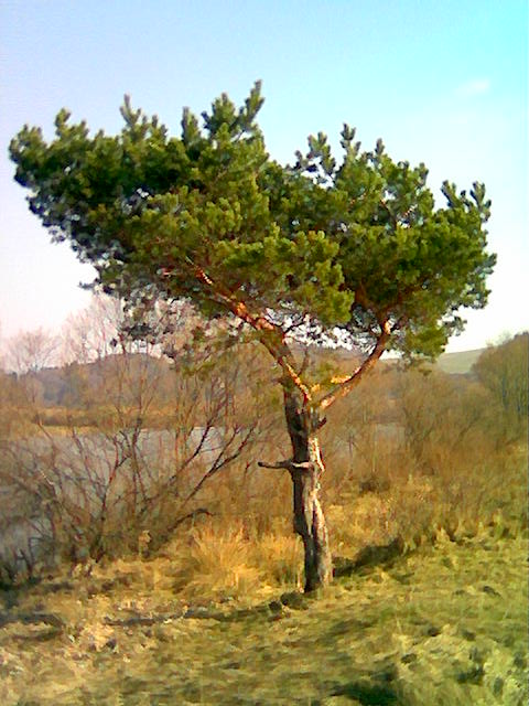 borovica - slovenský bonsaj :-)