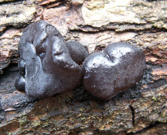 tmavorôsolovec mušľovitý Exidia truncata Fr.