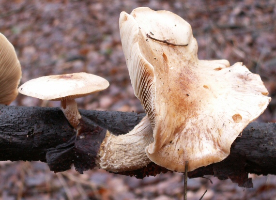 šupinovka hlinovookrová Pholiota lenta (Pers.) Singer