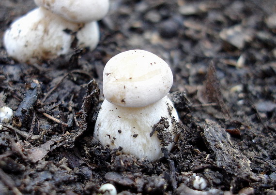 čírovnica májová Calocybe gambosa (Fr.) Donk