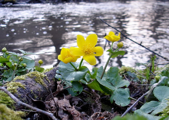 záružlie močiarne Caltha palustris L.