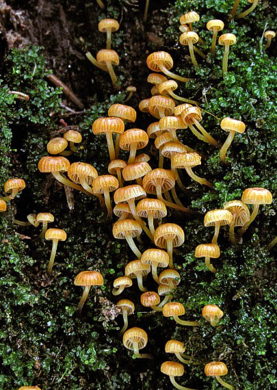 tanečnička zvončekovitá Xeromphalina campanella (Batsch) Maire