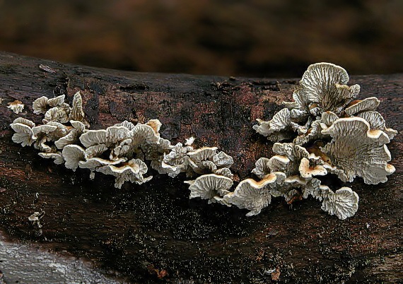 mäkkúšik kučeravý Plicaturopsis crispa (Pers.) D.A. Reid