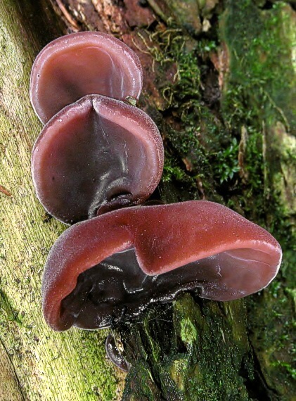 uchovec bazový Auricularia auricula-judae (Bull.) Quél.