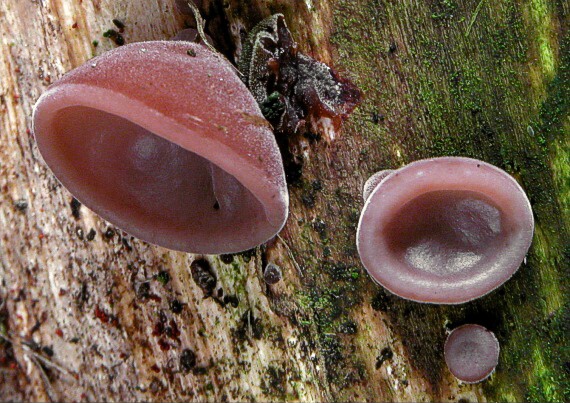 uchovec bazový Auricularia auricula-judae (Bull.) Quél.