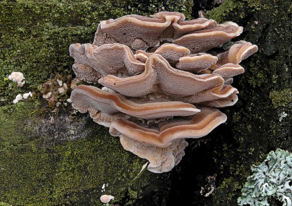 trúdnikovec pásikavý Trametes cf. ochracea (Pers.) Gilb. & Ryvarden