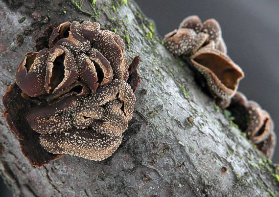 dutinovka otrubnatá Encoelia furfuracea (Roth) P. Karst.