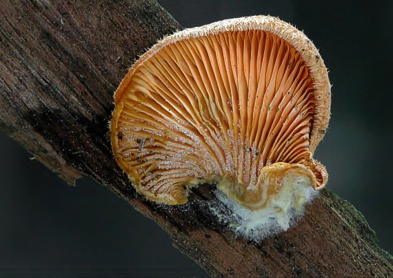 hlivník hniezdovitý Phyllotopsis nidulans (Pers.) Singer