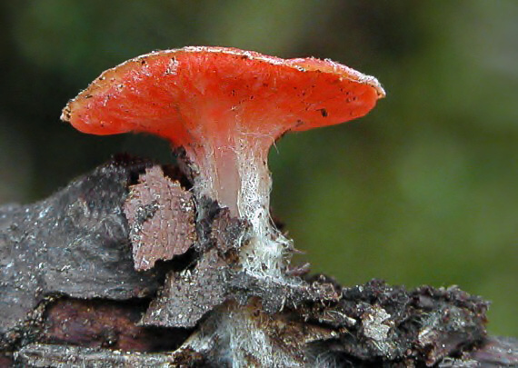 ohnivec šarlátový Sarcoscypha coccinea (Gray) Boud.