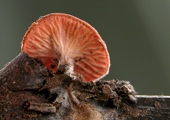 ohnivec šarlátový Sarcoscypha coccinea (Gray) Boud.