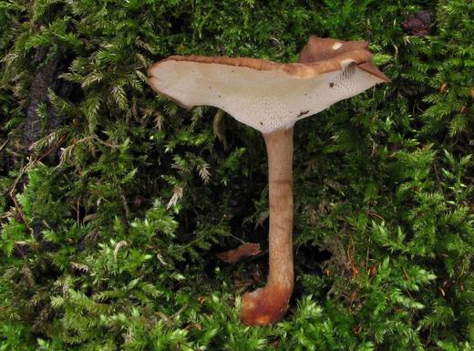 trúdnik zimný Lentinus brumalis (Pers.) Zmitr.