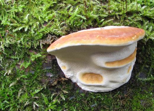 lesklokôrovka obyčajná Ganoderma lucidum (Curtis) P. Karst.
