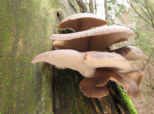 hliva ustricovitá Pleurotus ostreatus (Jacq.) P. Kumm.