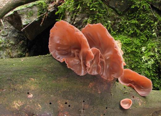 uchovec bazový Auricularia auricula-judae (Bull.) Quél.