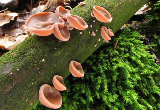 uchovec bazový Auricularia auricula-judae (Bull.) Quél.