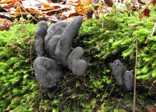 drevnatec kyjakovitý Xylaria polymorpha (Pers.) Grev.