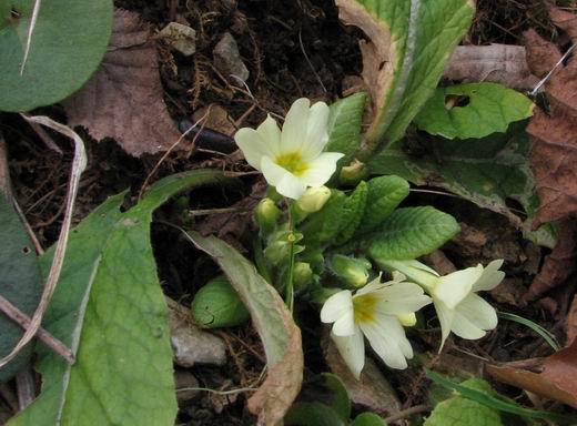 prvosienka bezbyľová Primula acaulis (L.) L.