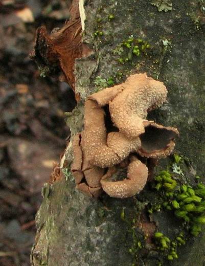 dutinovka otrubnatá Encoelia furfuracea (Roth) P. Karst.