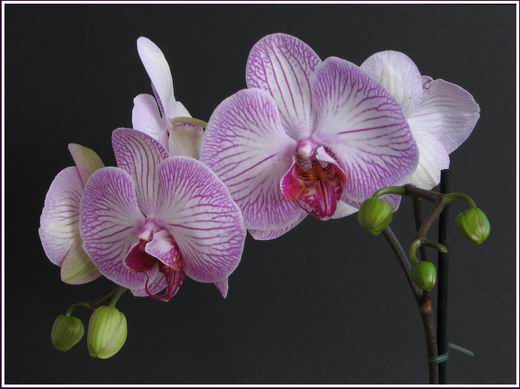 orchidea