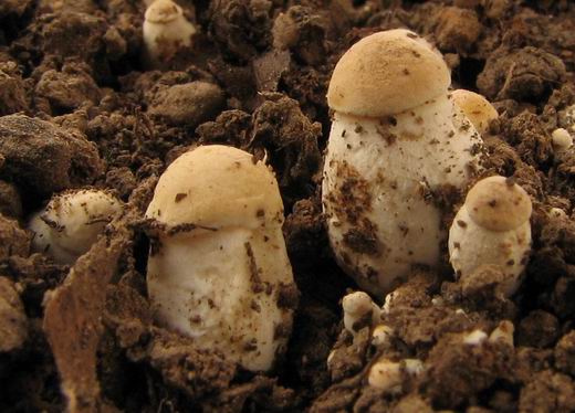 čírovnica májová Calocybe gambosa (Fr.) Donk