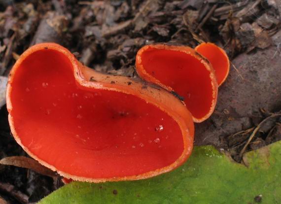 ohnivec šarlátový Sarcoscypha coccinea (Gray) Boud.