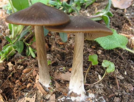 hodvábnica včasná Entoloma vernum S. Lundell