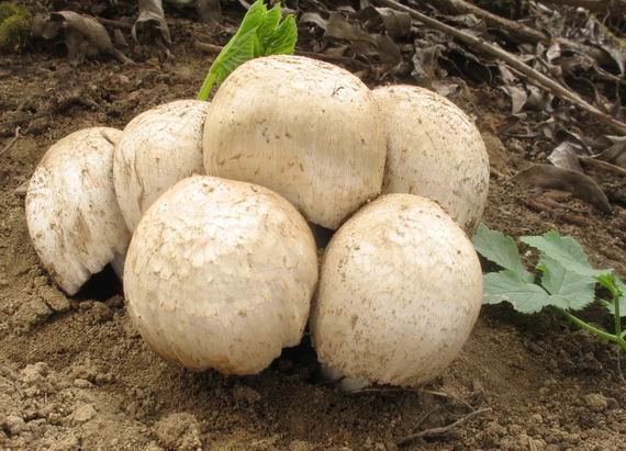 hnojník Coprinus sp.