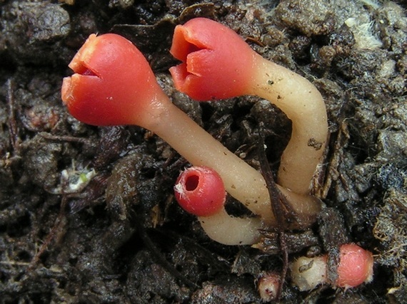 ohnivček zimný Microstoma protractum (Fr.) Kanouse