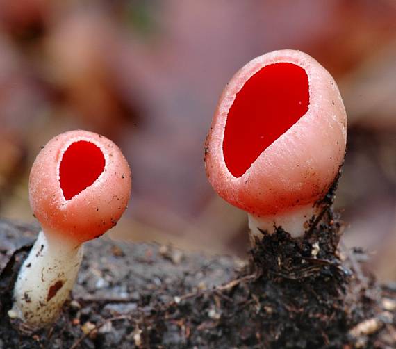 ohnivec rakúsky Sarcoscypha austriaca (Beck ex Sacc.) Boud.
