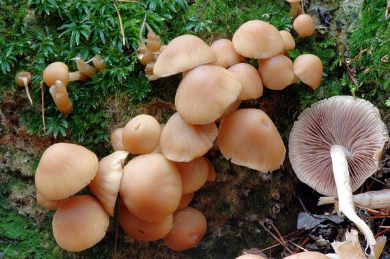 drobuľka vodomilná Psathyrella piluliformis (Bull.) P.D. Orton