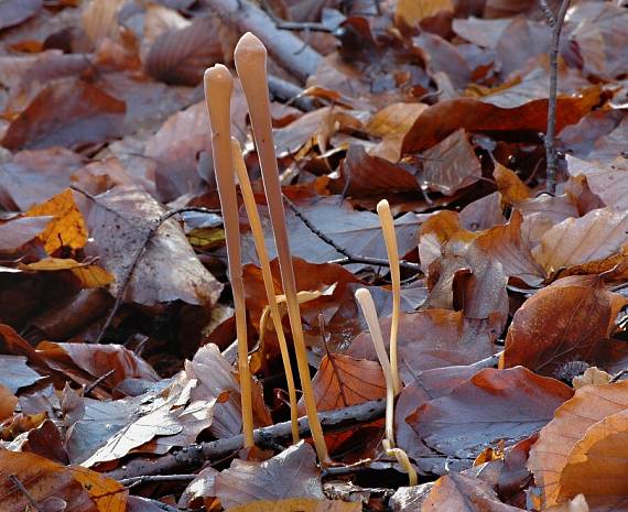 kyjovka rúrkovitá Macrotyphula fistulosa (Holmsk.) R.H. Petersen