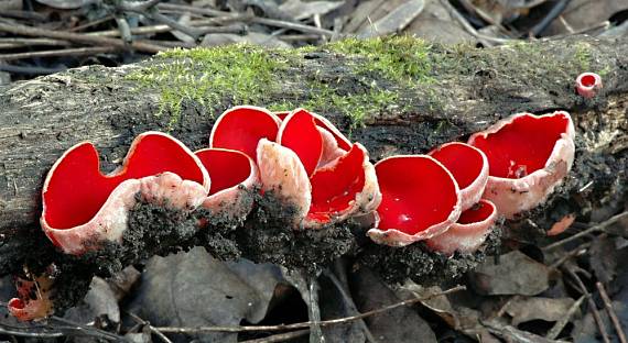 ohnivec rakúsky Sarcoscypha austriaca (Beck ex Sacc.) Boud.
