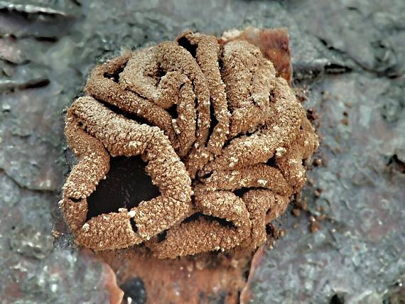 dutinovka otrubnatá Encoelia furfuracea (Roth) P. Karst.