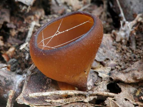 hľuznatka veternicová Selerotinia tuberosa