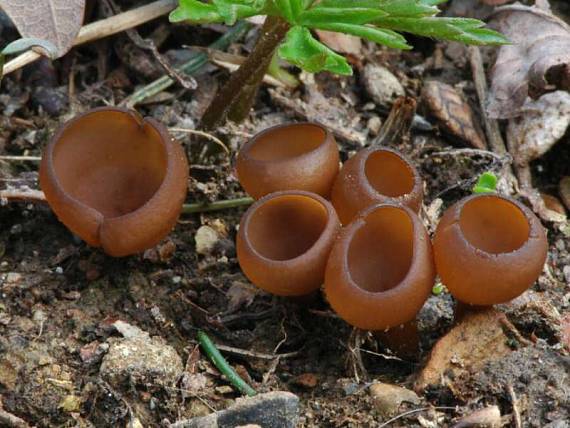 hľuznatka veternicová Dumontinia tuberosa (Bull.) L.M. Kohn
