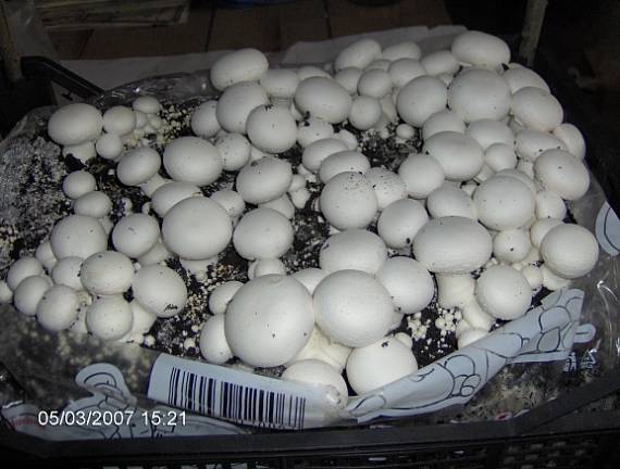 pečiarka Agaricus sp.
