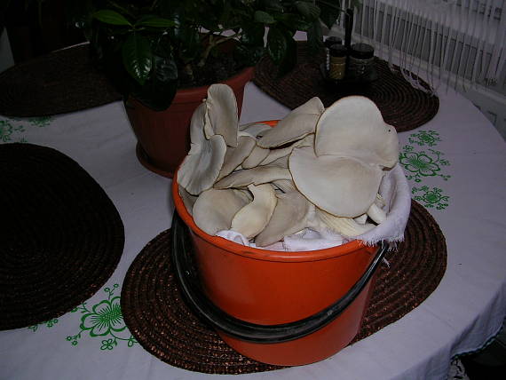 hliva ustricová