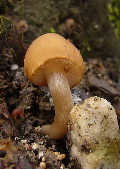 drobulka Psathyrella sp.