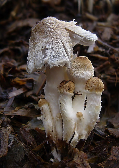 hnojník mrvový Coprinopsis cinerea (Schaeff.) Redhead, Vilgalys & Moncalvo