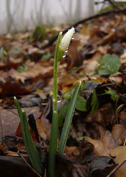 snežienka jarná Galanthus nivalis L.