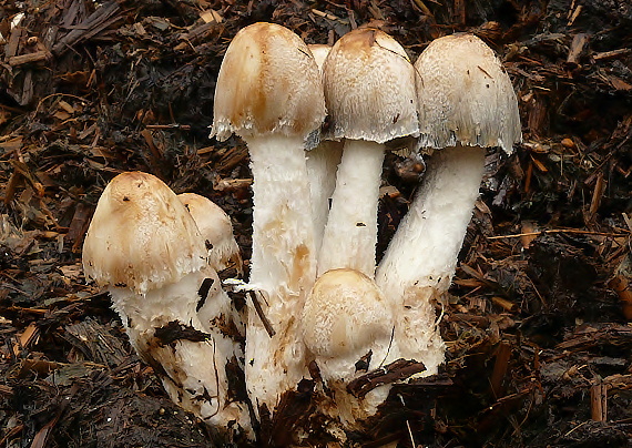 hnojník Coprinus annuloporus Enderle