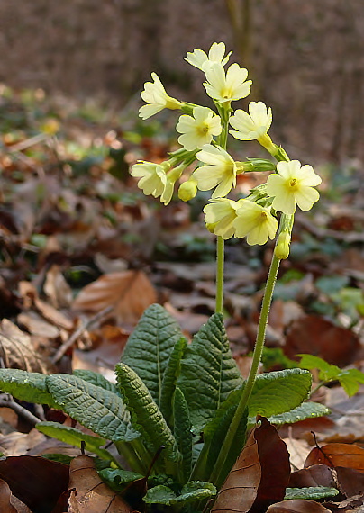prvosienka vyššia Primula elatior (L.) L.