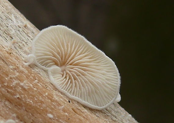 pahliva Crepidotus sp.