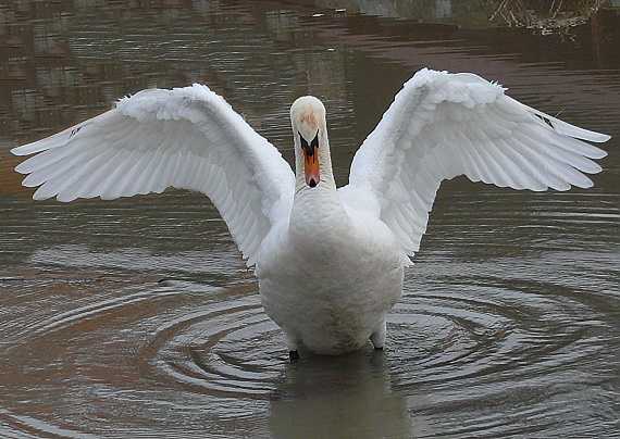 labuť hrbozobá Cygnus olor